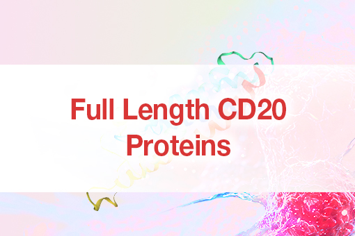 Full-length CD20 Protein