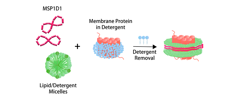 Nanodisc