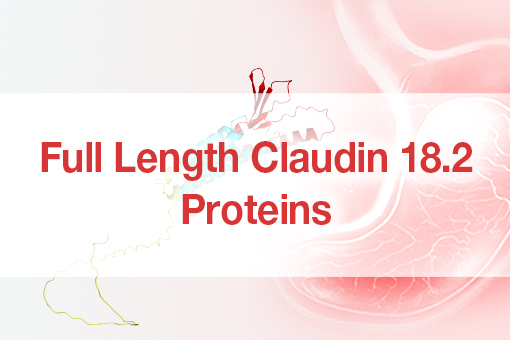 Full-length Claudin 18.2 Protein