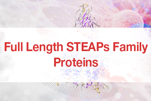 Full-length STEAP Family Proteins