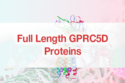 Full-length GPRC5D Protein