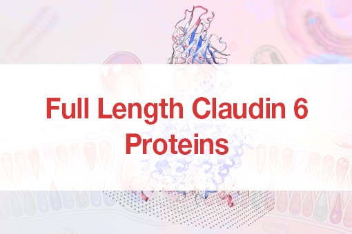 Full-length Claudin 6 Protein