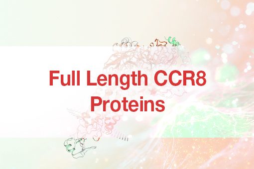 Full-length CCR8 Protein