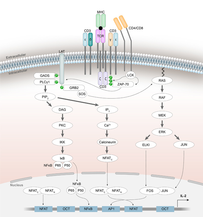 Biological Functions and Clinical Applications of Distinct CD3