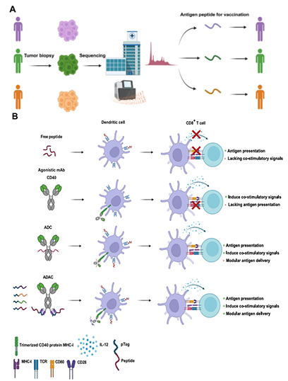 STEAP1-Targeted Therapy