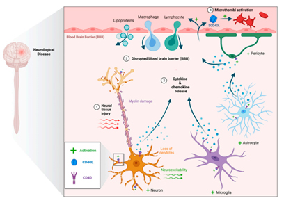 STEAP1-Targeted Therapy