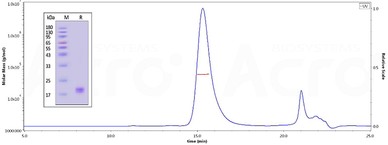CD40 Ligand Trimer structure of CD40L and high purity(＞95%) verified by SEC-MALS