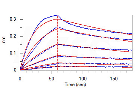 The binding activity of CD40 and CD40 Ligand was verified by BLI