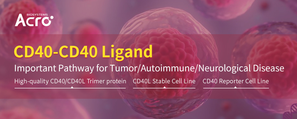 New Frontiers and Expanding Boundaries: The Diverse Roles of CD40-CD40L
