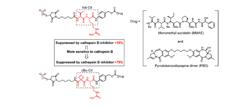 The structure of the cBu-Cit-PABC-containing ADCs