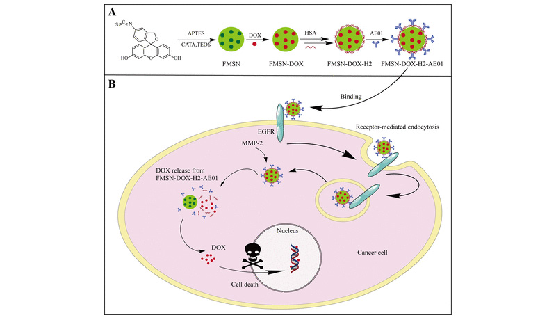(A) Schematic description of anti-EGFR (AE01) and HSA functionalized mesoporous silica nanoparticles.(B) Mechanism diagram ofFMSN-DOX-H2-AE01