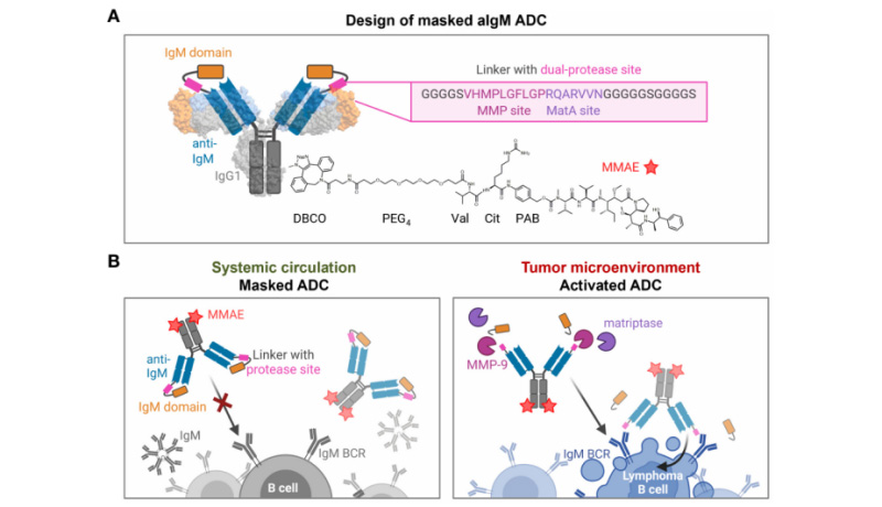 4 Design and mode of action of masked aIgM ADC.