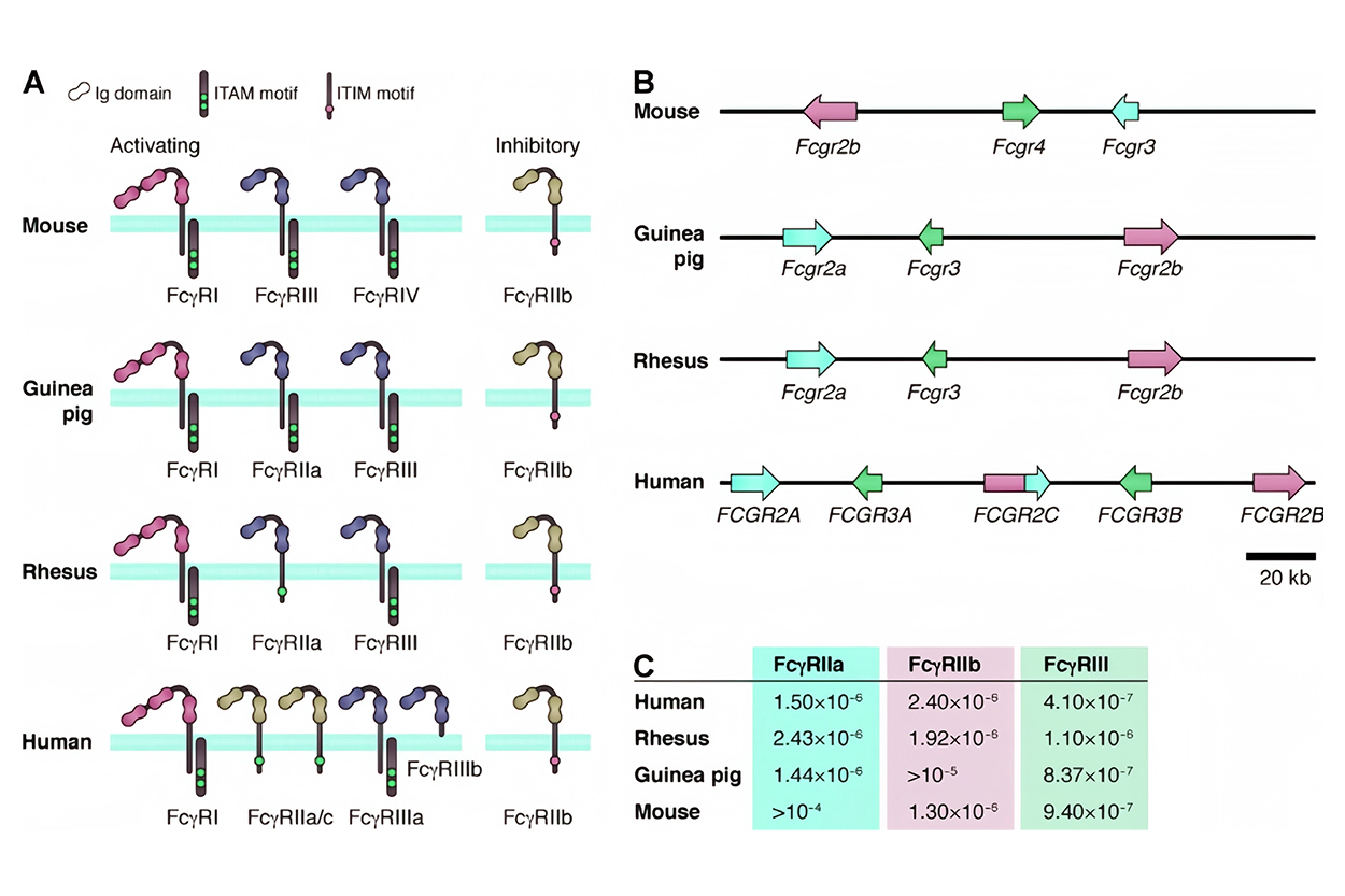 Overview of the FcR family.