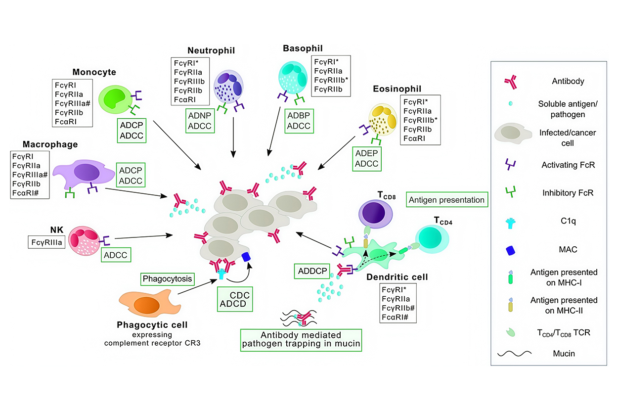 Overview of the FcR family.