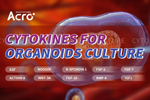 Cytokines for Organoid Culture