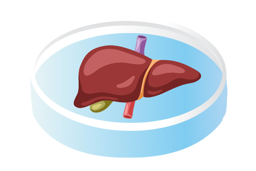 Liver Organoids