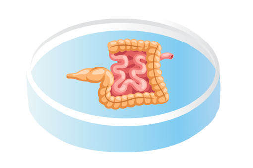 Intestinal Organoids