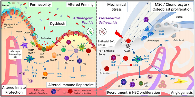 Immune regulation of the joint-gut-microbiome axis in AS