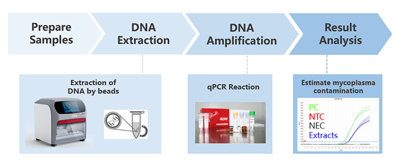 Key Points and Accurate Workflow for Rapid Release Testing