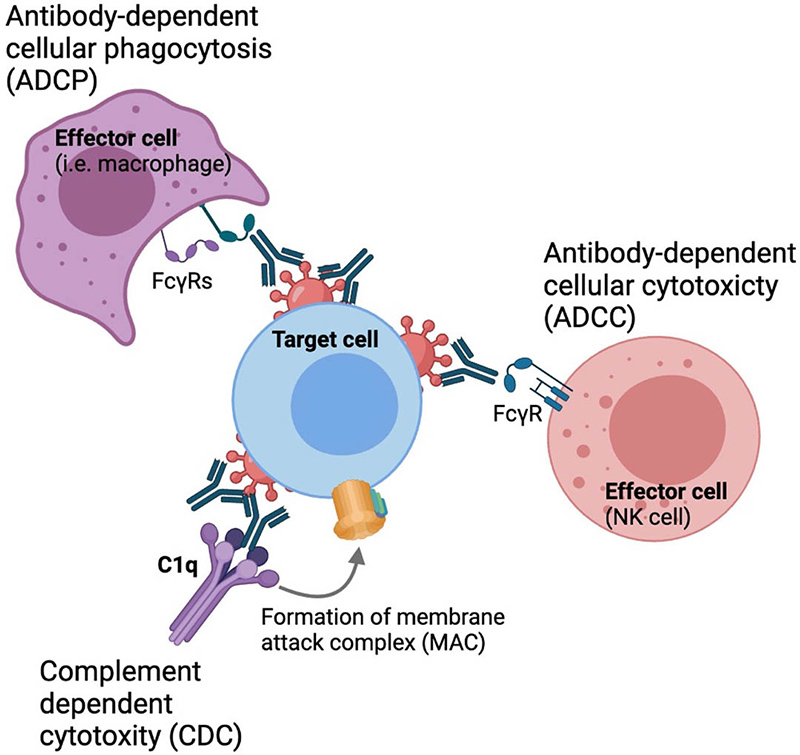 Fc-mediated effector functions