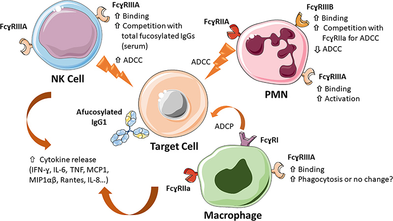 Major mechanisms of action of Fc core afucosylated IgG1 antibodies