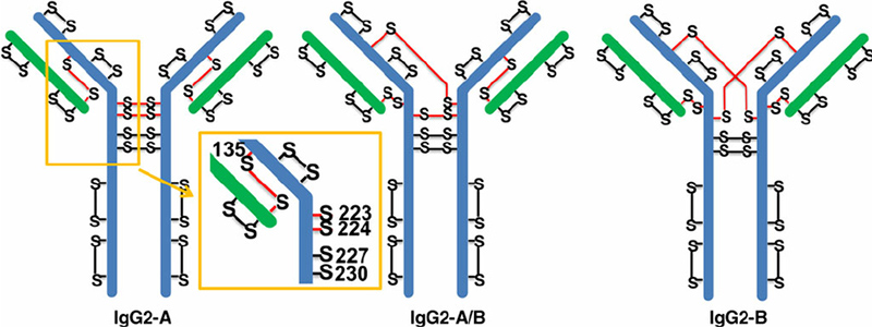 IgG2 and its disulfide isoforms