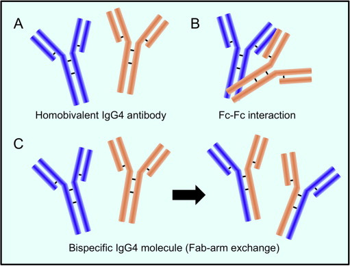 Structural uniqueness of IgG4 antibodies