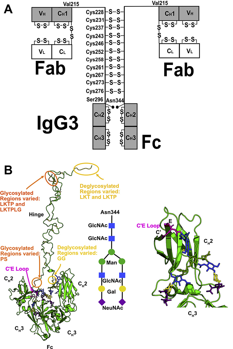 Human IgG3 domains and glycosylation