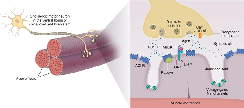 Structure of the NMJ