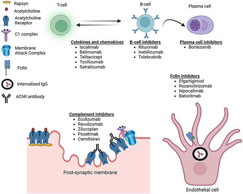 Targets of novel therapeutics in MG