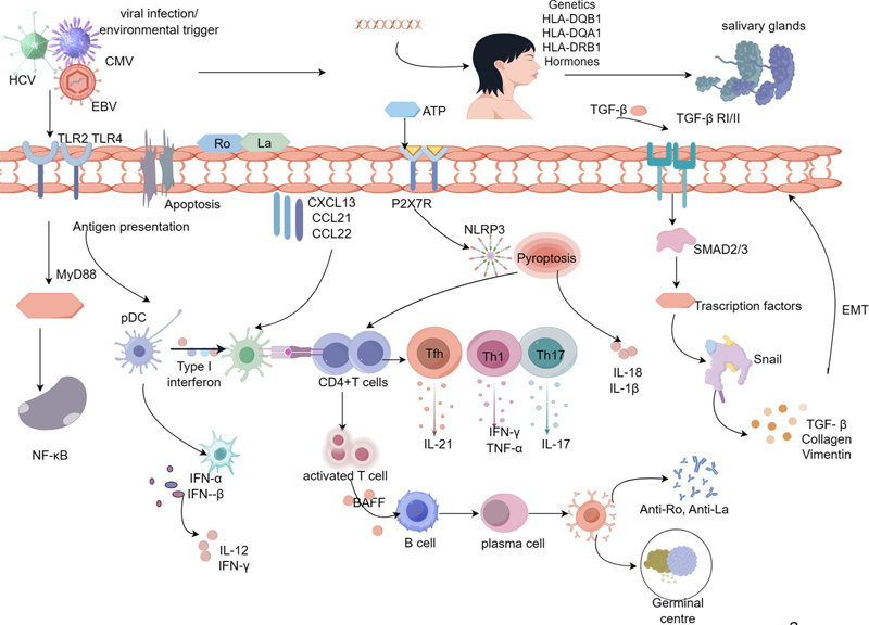 The pathological mechanisms of salivary gland damage in SS
