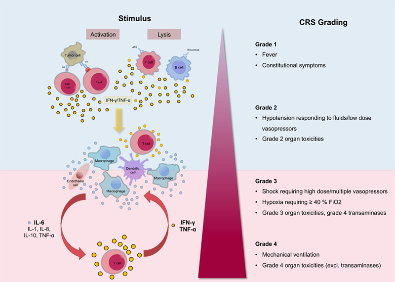 Mechanism of CRS