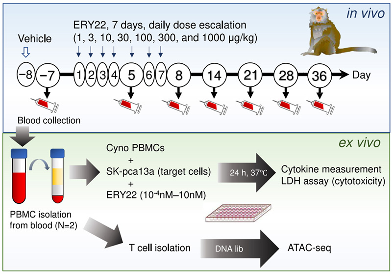 Experimental Scheme of Escalating ERY22 Dosing in Cynomolgus Monkey Model