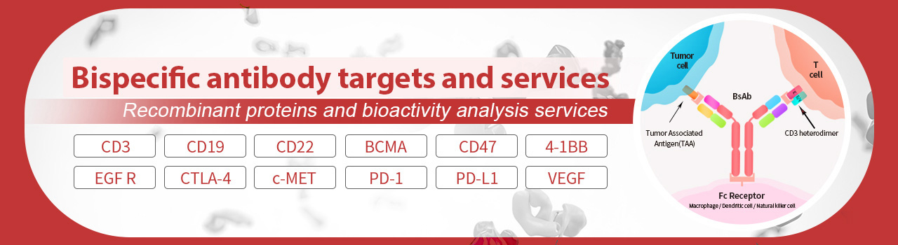 Learn More About Our Bispecific Antibody Targets and Services
