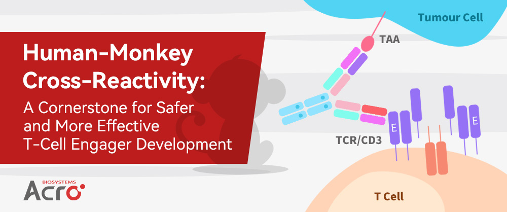 Human-Monkey Cross-Reactivity: A Cornerstone for Safer and More Effective T-Cell Engager Development