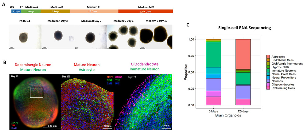 Figure 1. (A) Schematic of the cerebral organoid differentiation process. (B) Immunostaining and (C) single-cell RNA sequencing confirm robust expression of mature neuronal and glial markers in 100+ day cerebral organoids.