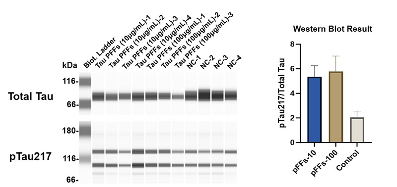 Figure 5. Tau PFFs increase Tau phosphorylation at Thr217 site.