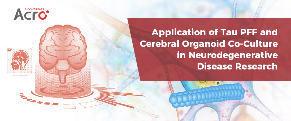 Application of Tau PFF and Cerebral Organoid Co-Culture in Neurodegenerative Disease Research