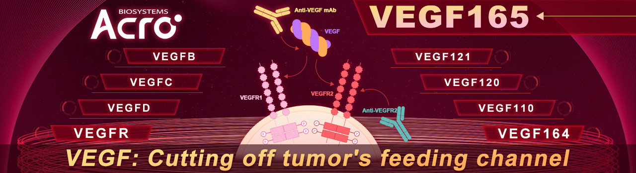 VEGF: Cutting off tumor's feeding channel VEGF: Cutting off tumor's feeding channel
