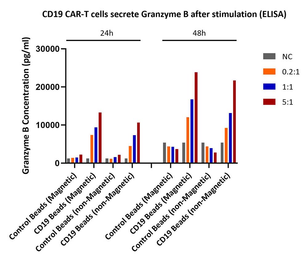 CD19 CYTOTOXIC MOLECULES