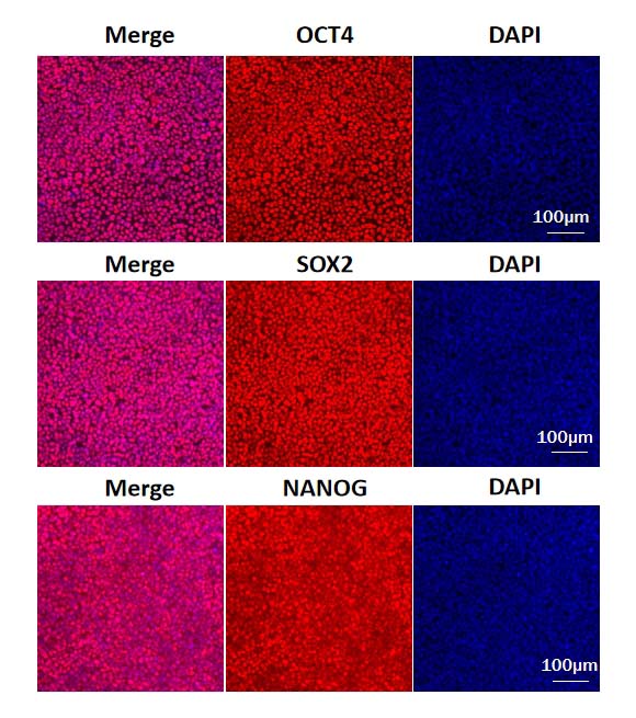 Vitronectin APPLICATION DATA