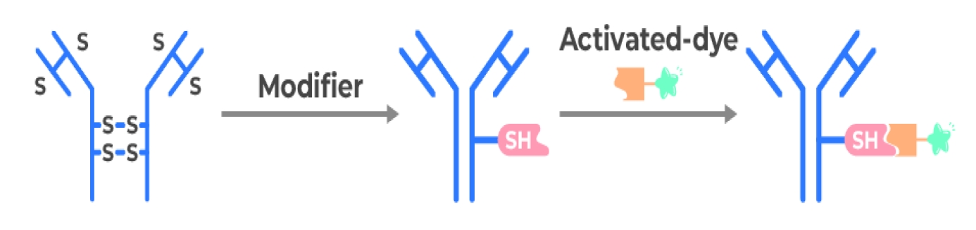 Assay Principles