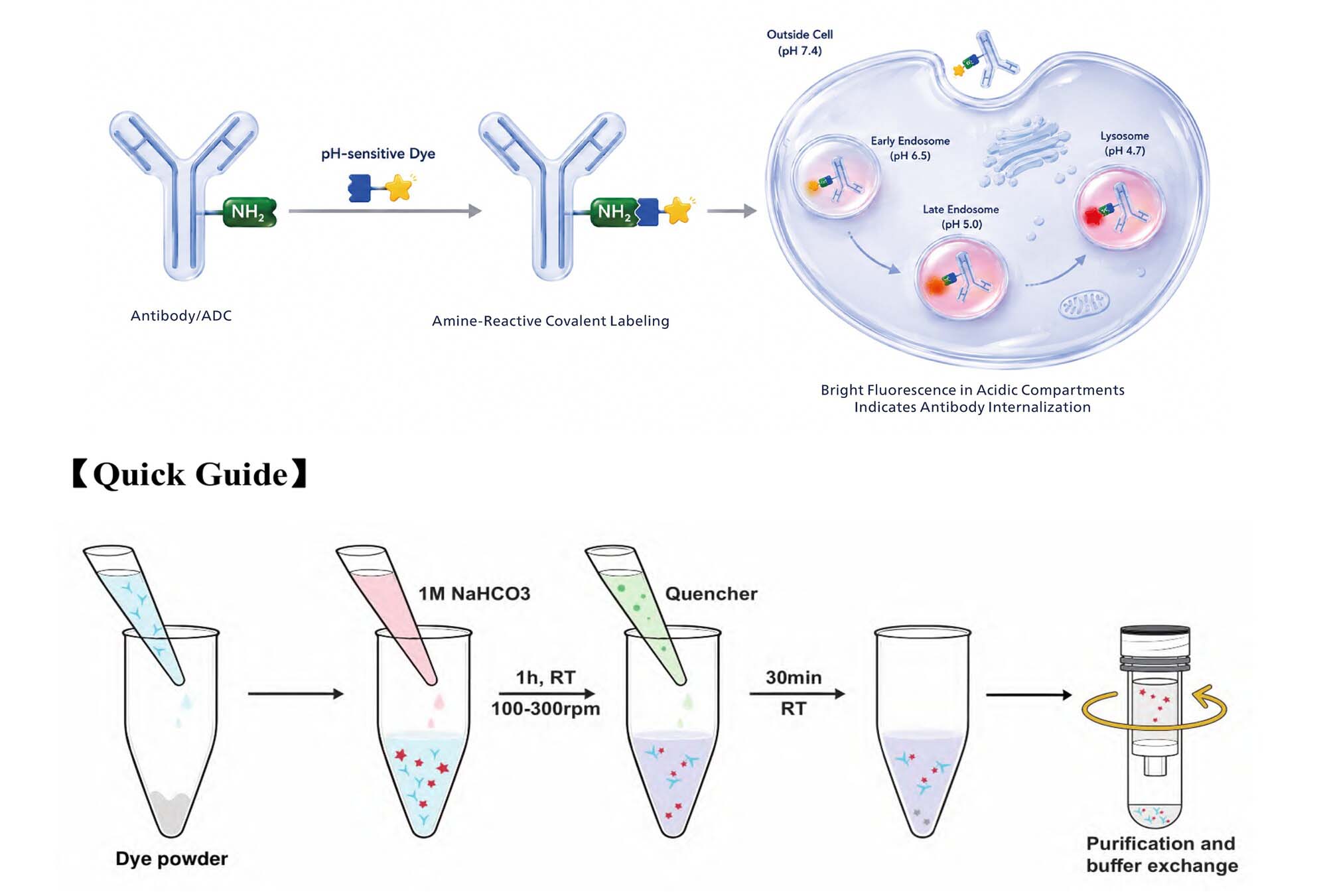 pH-sensitive fluorescent dye Assay Principles