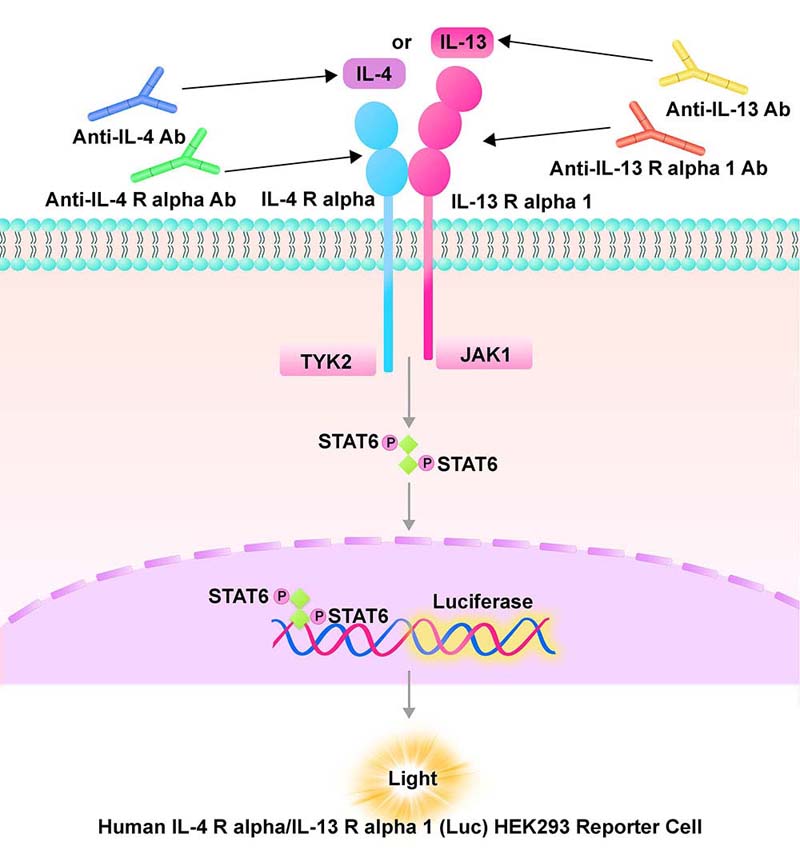 IL-4 R alpha & IL-13 R alpha 1 Assay Principles