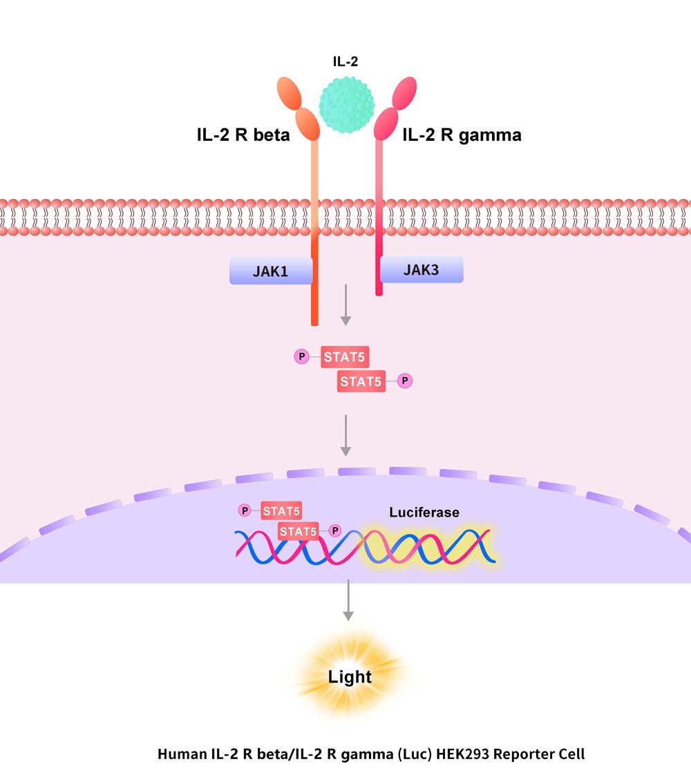 IL-2 R beta & IL-2 R gamma Assay Principles