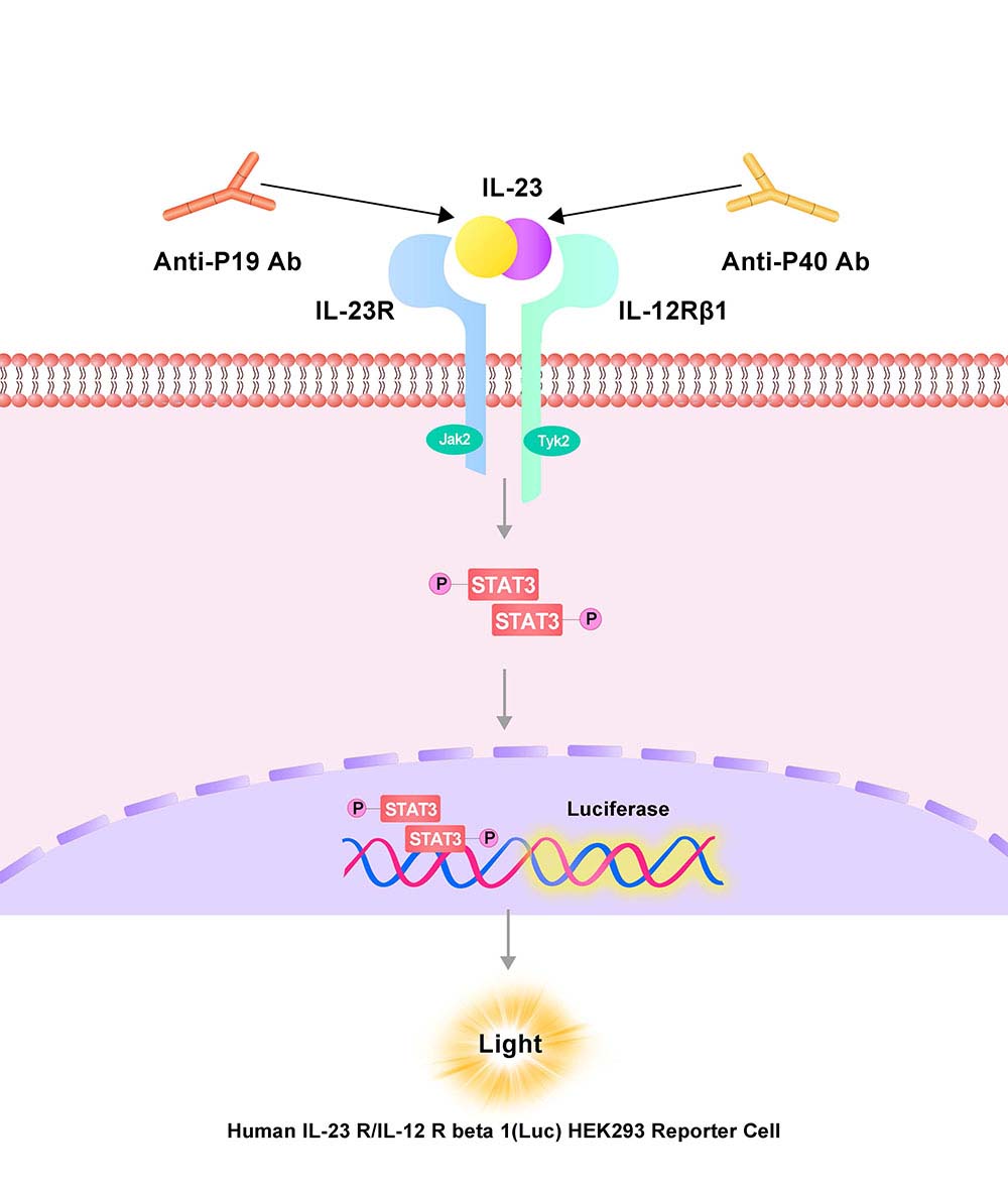 IL-23 R/IL-12 R beta 1 Assay Principles