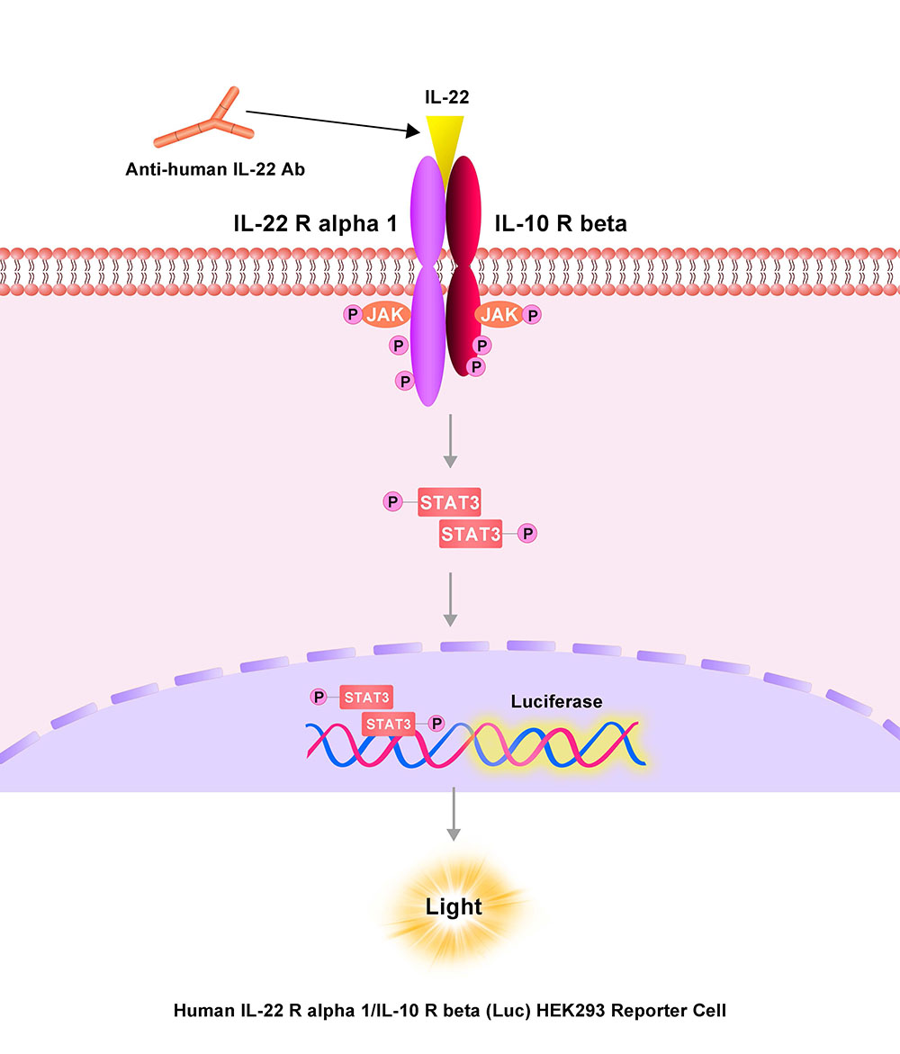 IL-22 R alpha 1 & IL-10 R beta Assay Principles