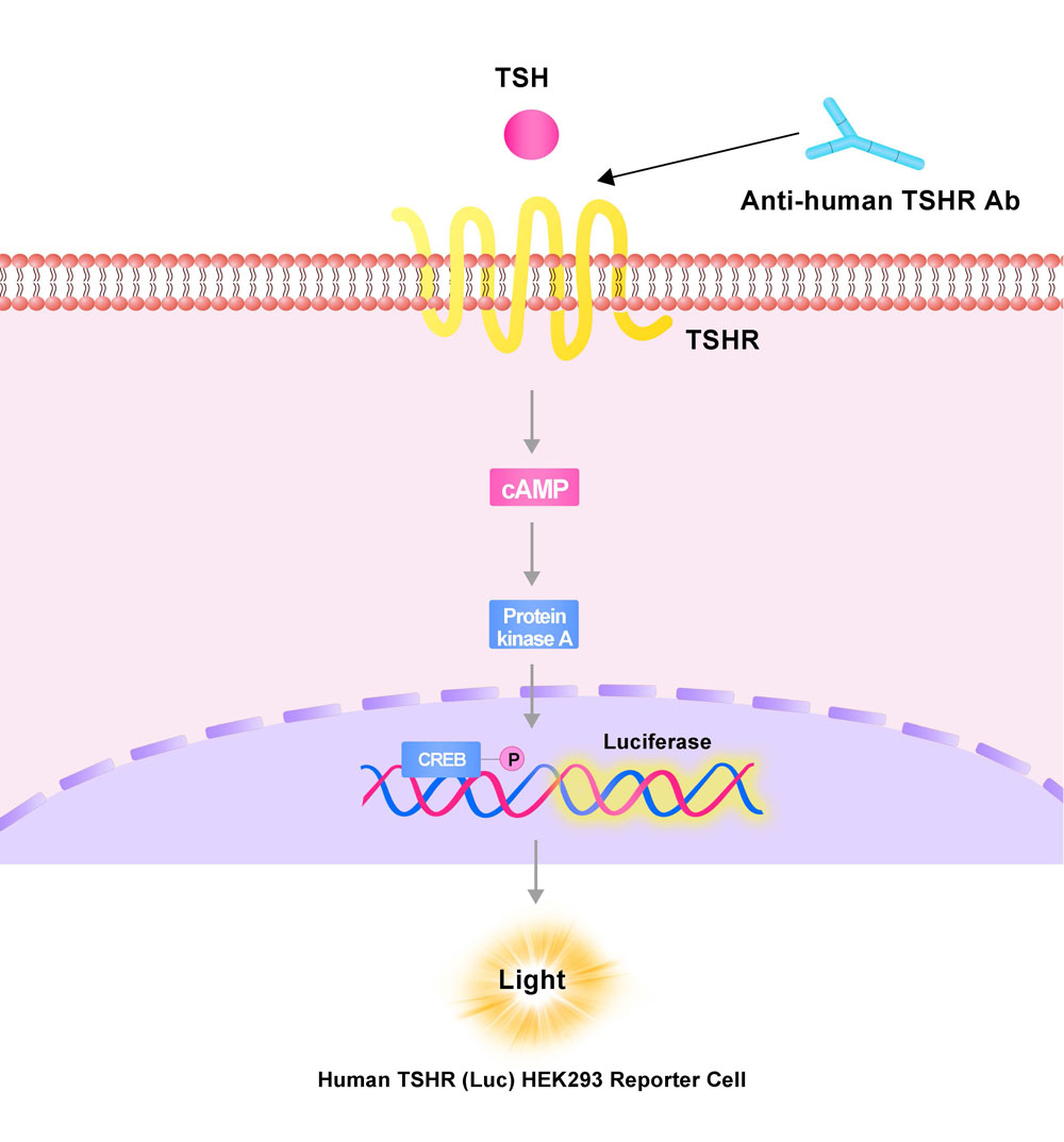TSHR Assay Principles