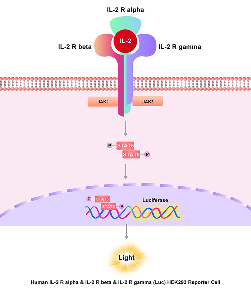IL-2 R beta & IL-2 R gamma & IL-2 R alpha Assay Principles