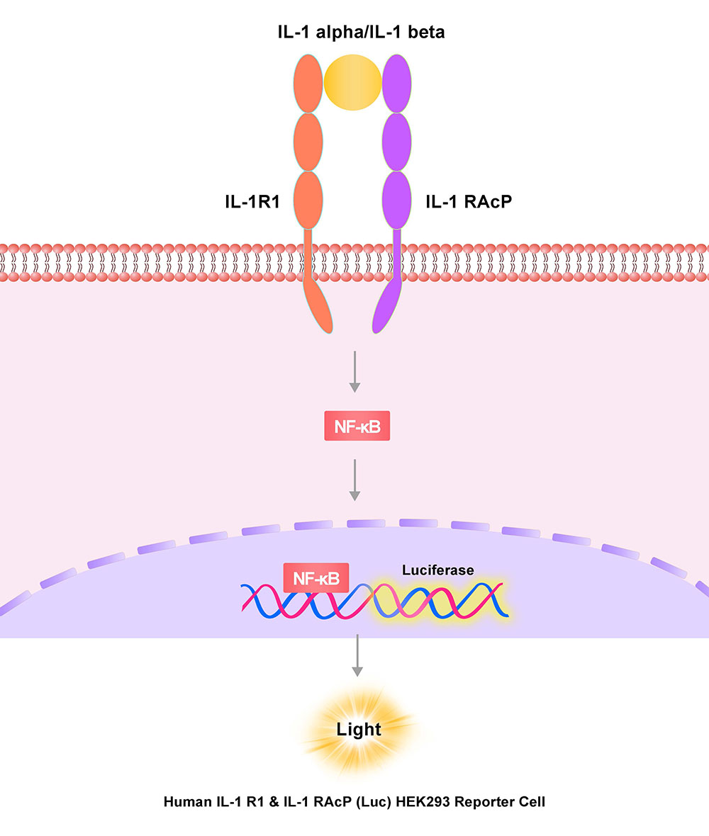 IL-1 R1 & IL-1 RAcP Assay Principles